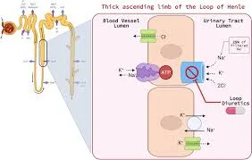 Loop Diuretics