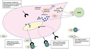 PCSK9 Inhibitors