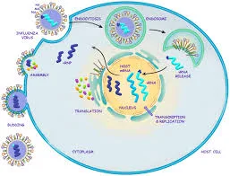 Antiviral Drugs
