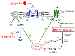 Beta-2 Agonists
