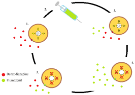 Common Drug Antidotes