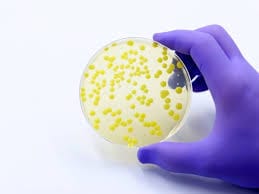 Microbial Enumeration