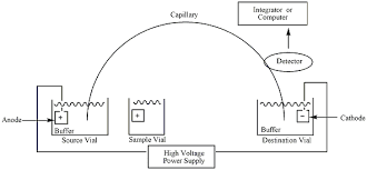 Capillary Electrophoresis